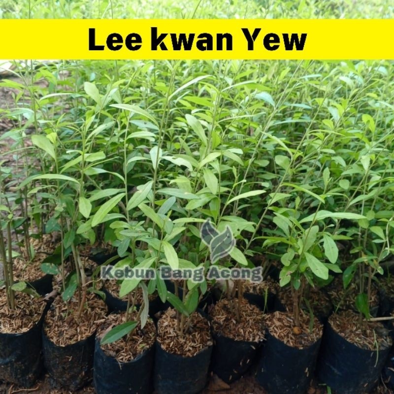 Paket 10 Batang Lee Kwan yew Tanaman Hias Menjuntai Tanaman Hias Rambat Benih Tanaman Hias