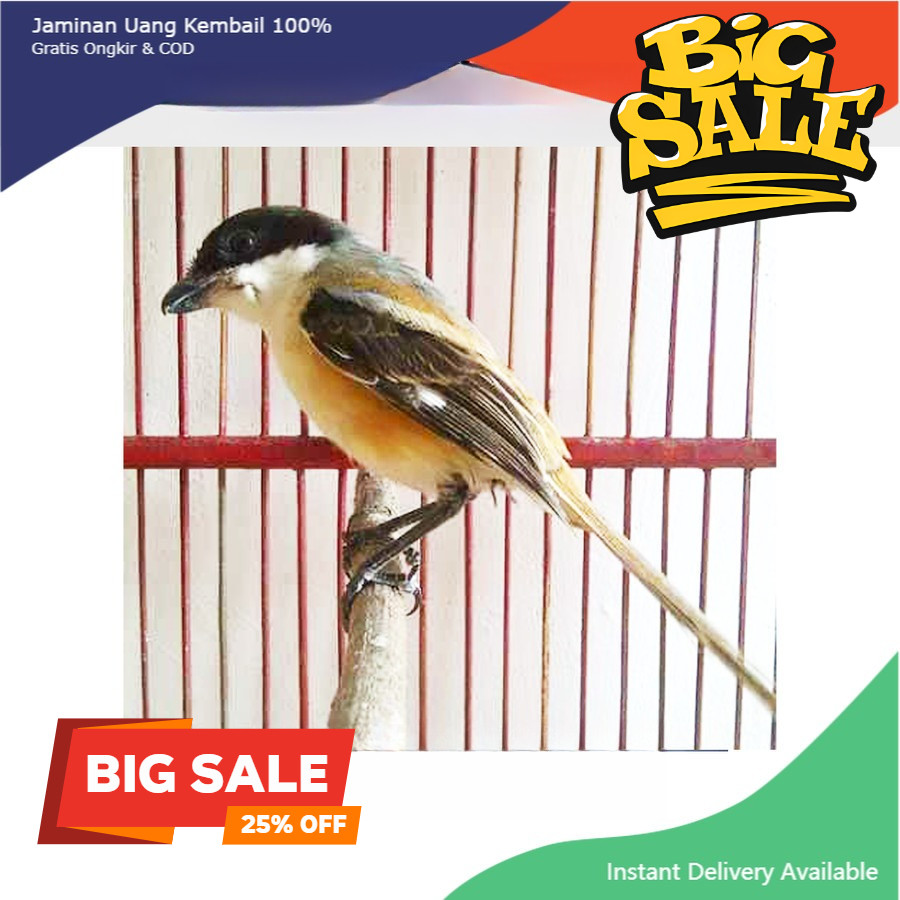 PENTET JATIM GRADE A MULUS PiLihan jantan super