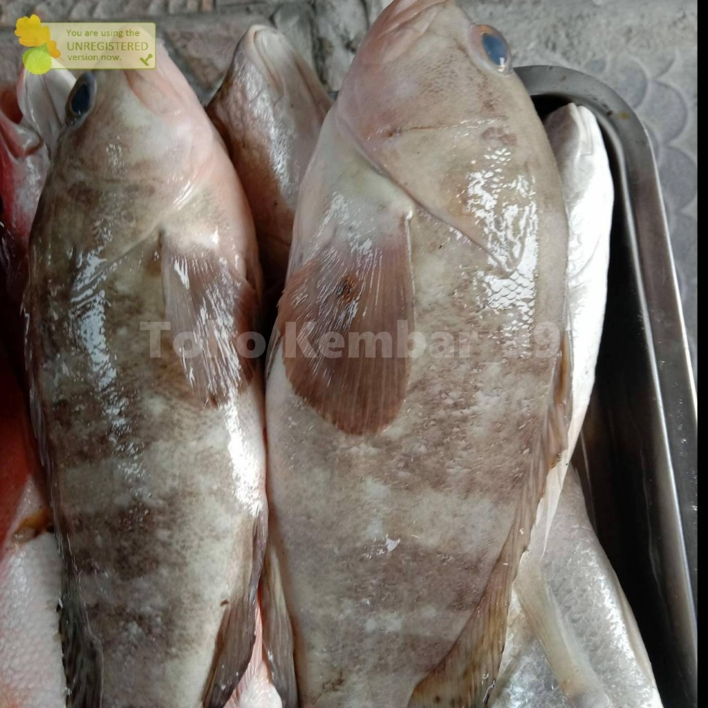 

Ikan Kerapu Segar 1Kg Ikan Kerapu Kodok Grouper Fish