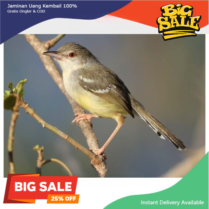 Burung Ciblek semi bahan pilihan gemuk sehat Satuan Jantan cisem koang kicau zaini canary