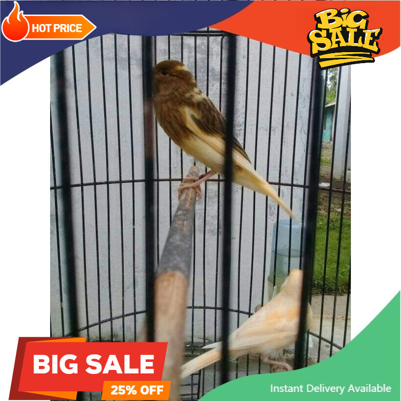 koang kicau zaini canary Kenari AF Jaminan Jantan | Burung Kenari