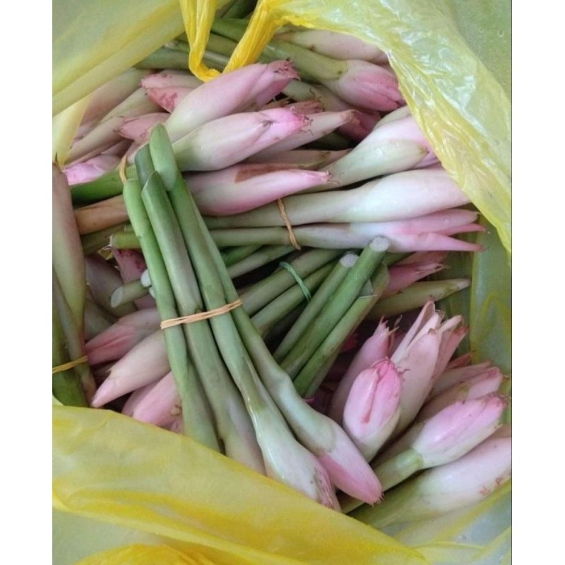 

Bunga Kecombrang Segar/ Honje/ Rombeh buat Masak [GRATIS ONGKIR]