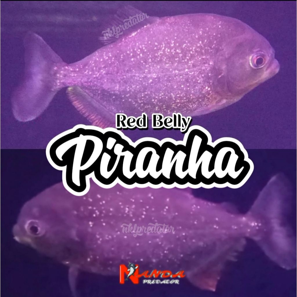 Piranha RBP PAKET ISI 5Single Tank