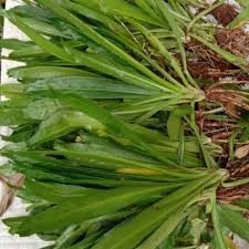 

Walang sangit atau walang cina/1kg