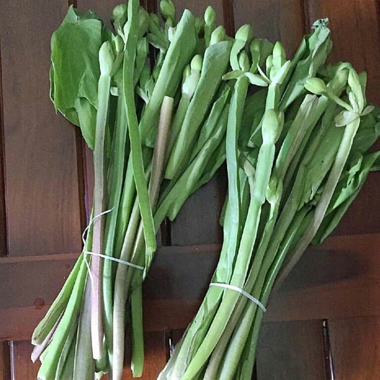 

sayur gendot/genjer/obat anemia