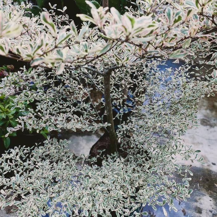 Bibit Tanaman Pohon Ketapang Kencana Varigata Putih tanaman asli