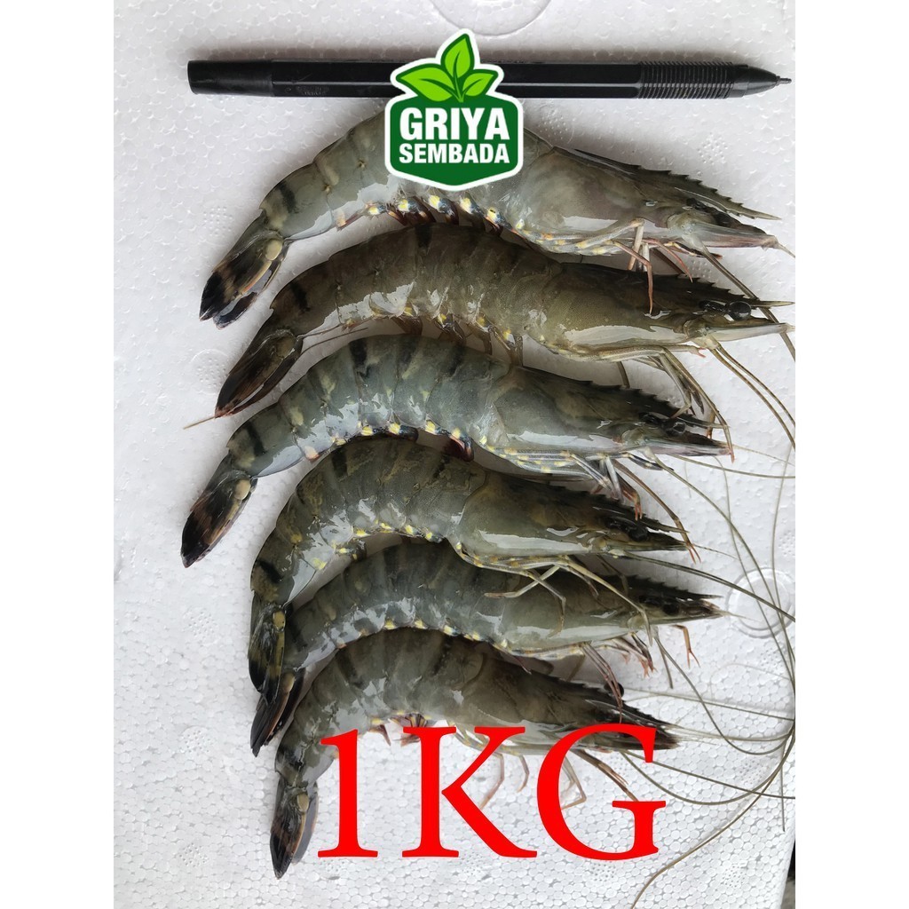 

Udang Pancet/Windu/Tiger Segar 1KG Griya Sembada