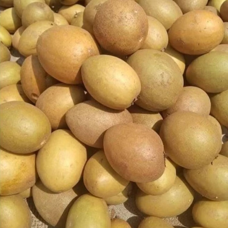 

Sawo Madu Manis Asli – Fresh & Premium – Kemasan 1 Kg