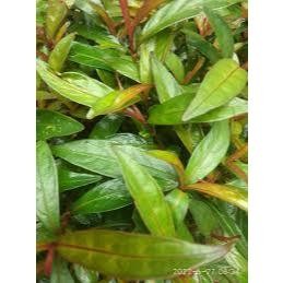 

Daun Kesum Segar 100 Gram – Daun Rempah Aromatik Khas Asia Tenggara | Wangi Kuat & Siap Masak