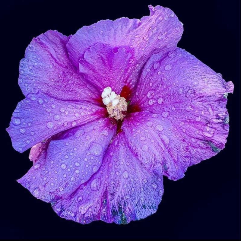 tanaman hias bunga sepatu hibiscus bunga ungu import