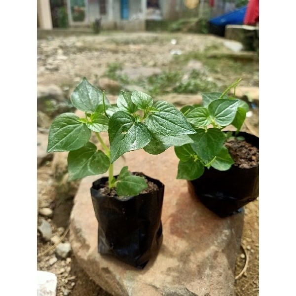 HalimunHerbal  10 Pohon Benih Bibit Sirih Cina |Bibit Pohon Sirih Cina |Bibit Tanaman Daun Sirih Cin