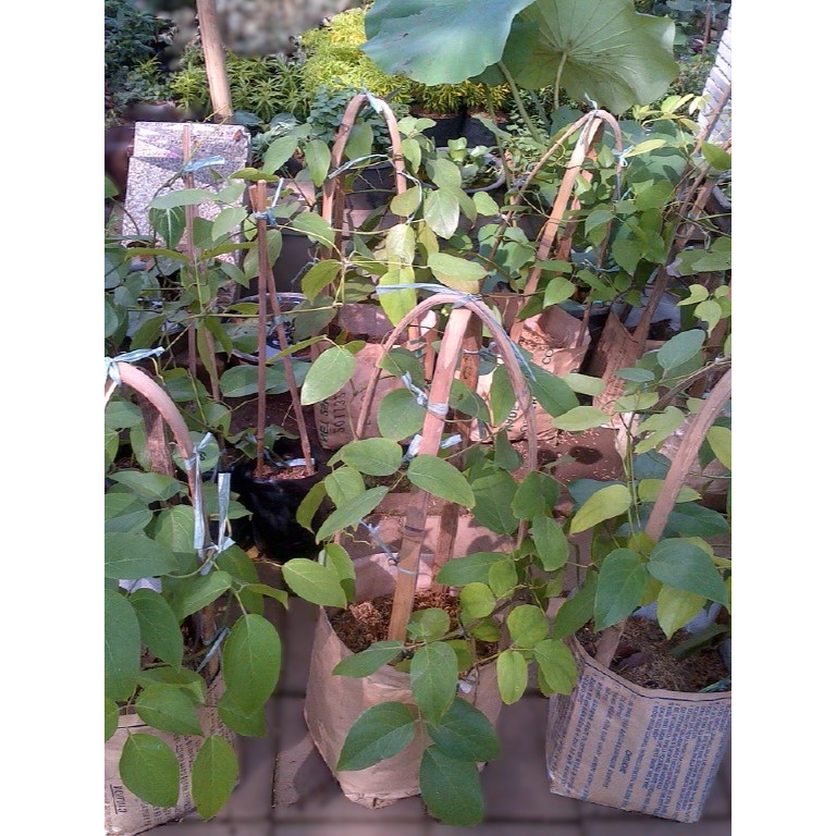 Tanaman Hias Bibit Bunga IRIAN FLAME - IRIAN FLAME ORANGE