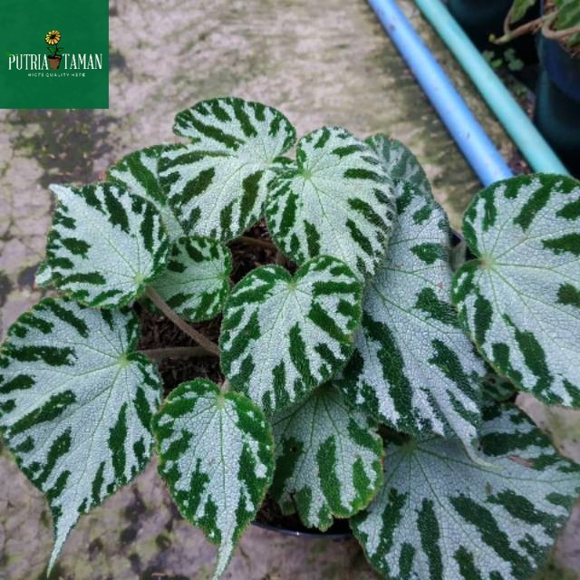 Tanaman HIas Begonia Tiger karpet /bunga begonia tiger
