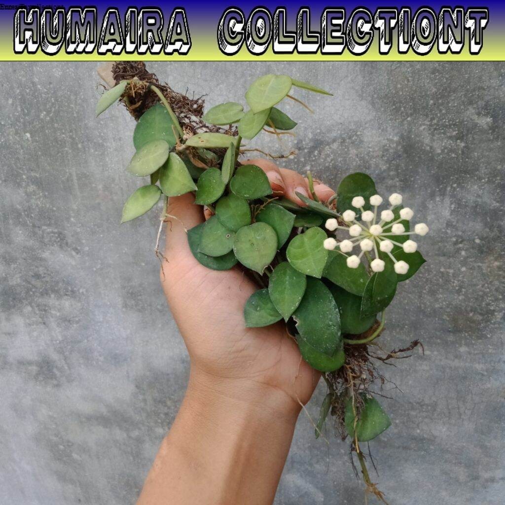 

Tanaman Hias Hoya Krohniana