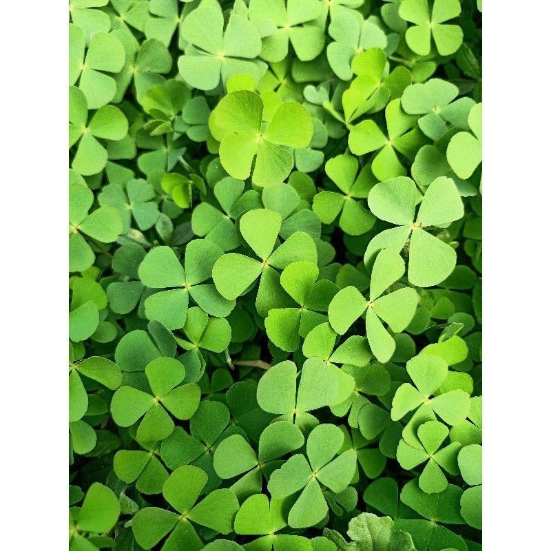 

Promo promo jual daun Semanggi sawah 500 gram segar