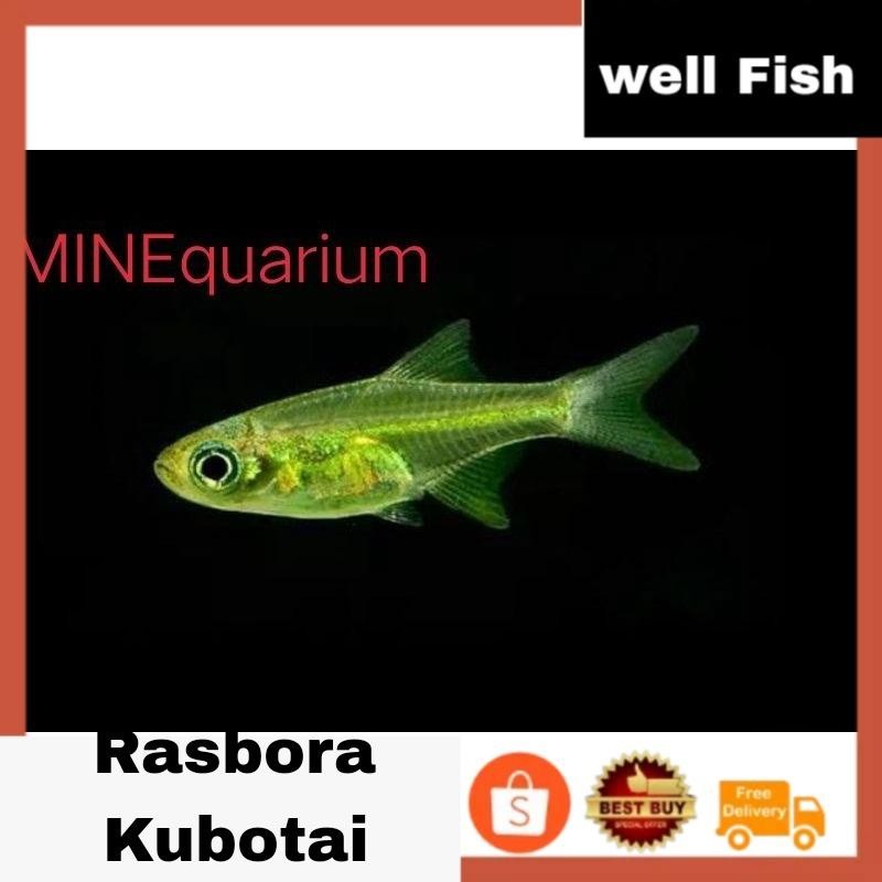Rasbora kubotai / hiasan aksesoris aquascape aquarium ( Team Kutu 9 )