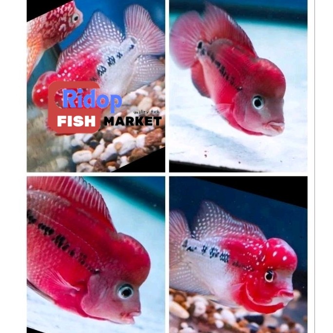 Perlengkapan akuarium Promo Terbaru Burayak Louhan Jenong Kamfa Klasik F1 Thailand Merah ridop