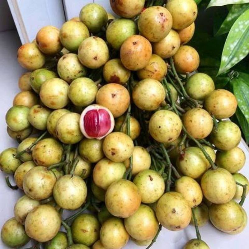 

Buah Jejantik / Buah Jentik Jentik Khas Kalimantan / Mirip Buah Rumbai