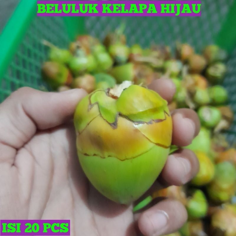 

beluluk kelapa kecil tembuluk fresh obat diabetes Hijau dan kuning isi 20pcs