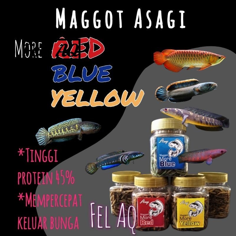 Maggot Asagi More Yellow Blue Red Mencerahkan Warna Carophyll Color Enhancer Ikan Channa Cana Predat