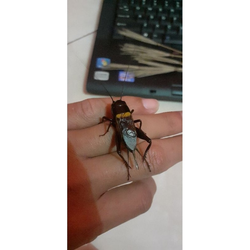 jangkrik alam jgkrik jangkrik kalung.