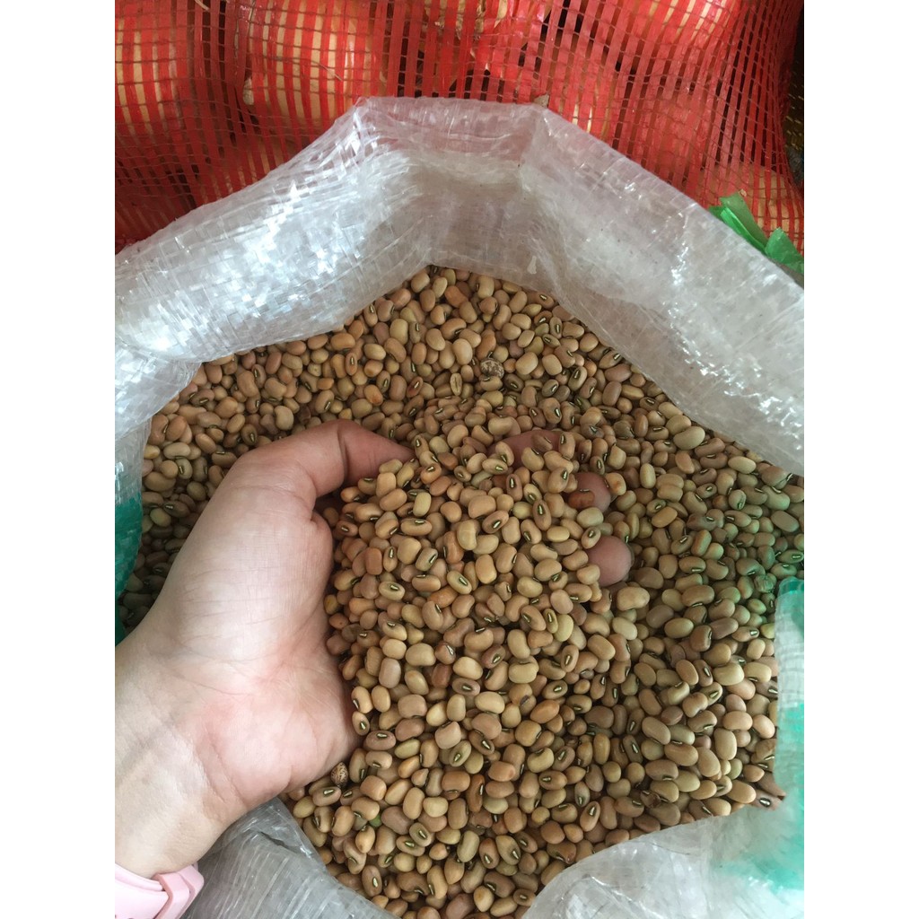

Kacang Tolo/Tunggak 25 Kg