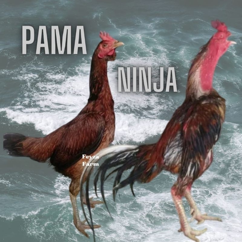 

telur ayam Pama ninja original petarung bisa untuk di tetaskan