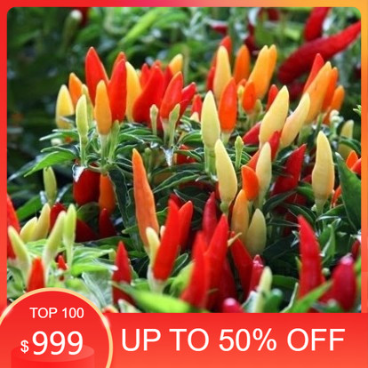 ⭐𝐆𝐮𝐝𝐚𝐧𝐠.𝐀𝐜𝐜⭐ COD Benih Bibit Cabe Rawit Setan Super Pedas Prentul/Klaster