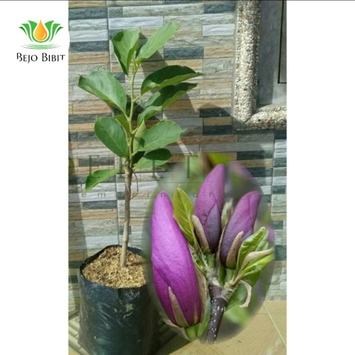✨TERLARIS ✨Bibit Bunga Kantil Merah Asli