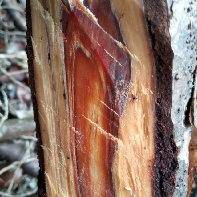 Asli bibit gaharu Terlaris