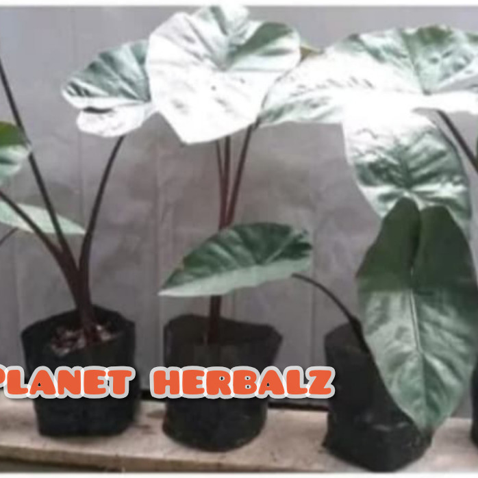 Tanman sente Wulung atau talas hitam