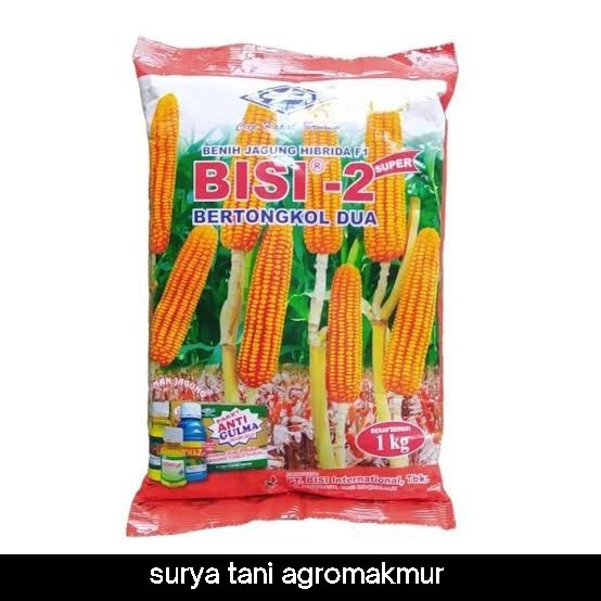 BENIH JAGUNG BISI 2 1KG TONGKOL 2