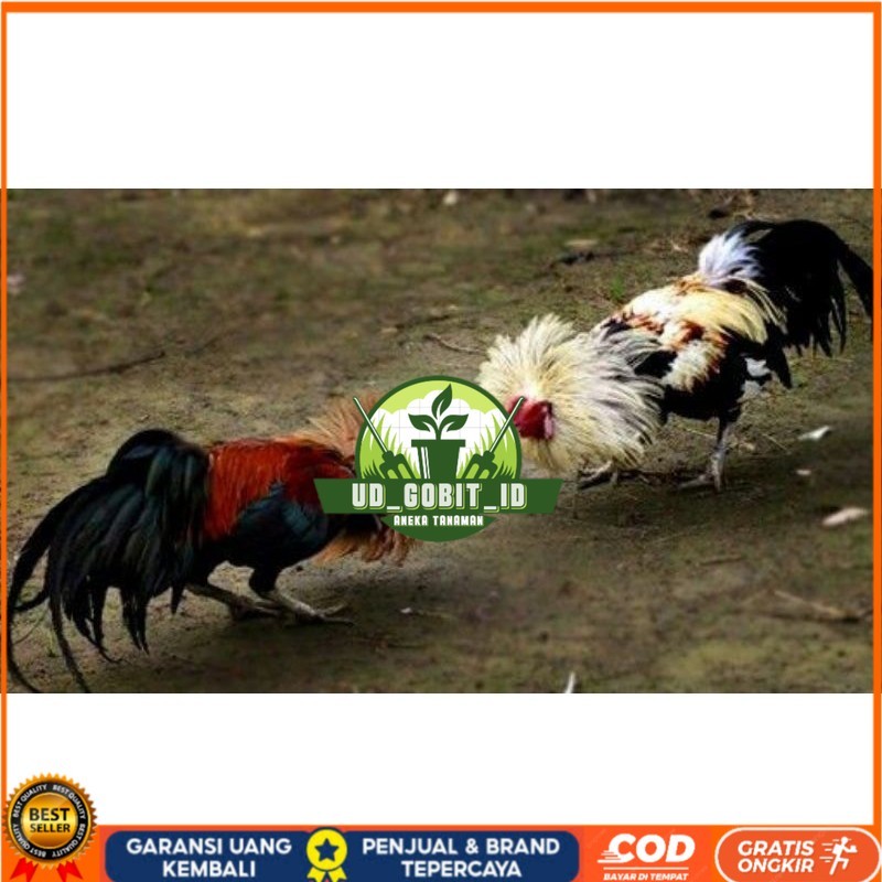 

3 BIJI TELUR PAMA PUKUL STROM promo keras UD_GOBIT_ID