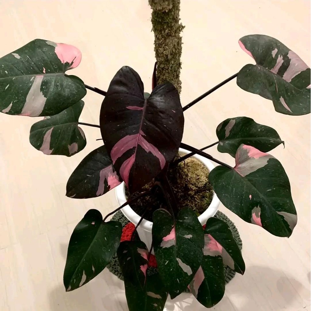 Tanaman Koleksi Philodendron Black Cherry + Philodendron Black Cery - Philodendron koleksi Size Besa