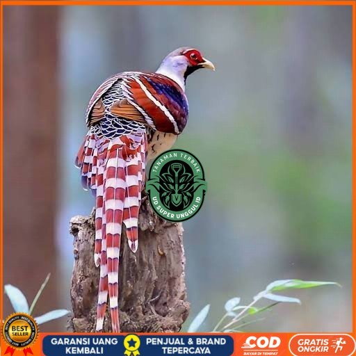 

Telur ayam hias ringneck hume's pheasant fertil untuk ditetaskan UD_SUPER_UNGGUL_ID