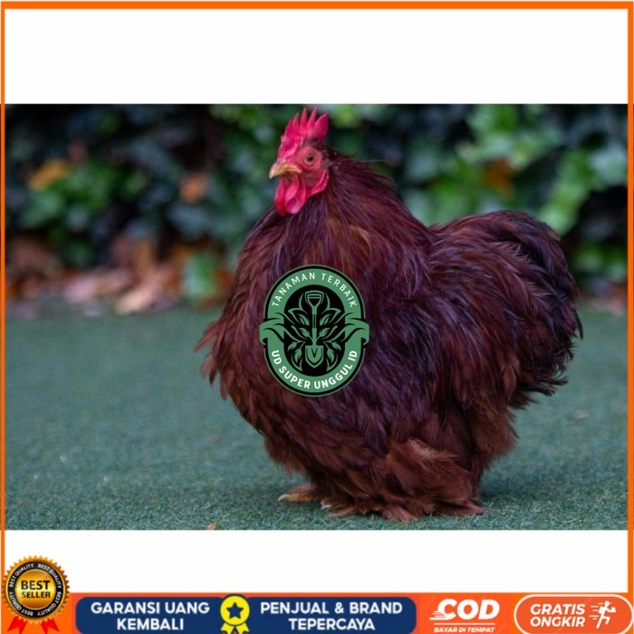 

Telur ayam hias bantam chocin fertil asli siap ditetaskan - bantam chocin UD_SUPER_UNGGUL_ID