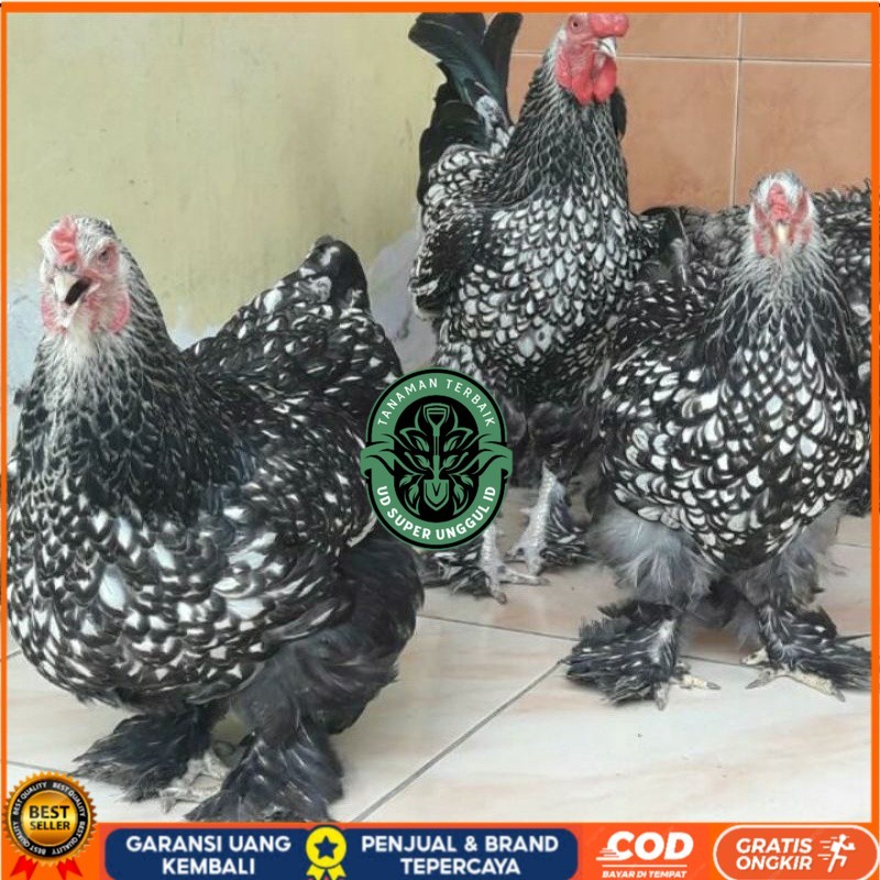

TELUR AYAM HIAS BRAHMA SILVER LACED UNTUK DI TETASKAN UD_SUPER_UNGGUL_ID