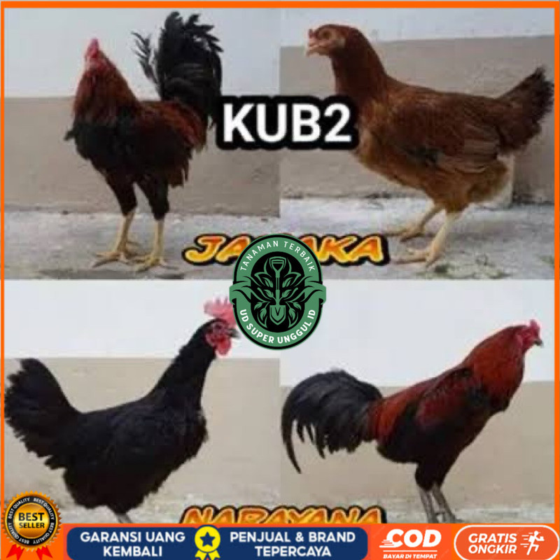 

TELUR FERTIL AYAM KUB 2JANAKA/NARAYANA INDUKAN TERSELEKSI UNTUK DI TETASKAN UD_SUPER_UNGGUL_ID