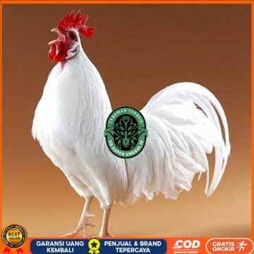 

Telur ayam leghorn white / telur ayam hias / telur fertil siap kirim UD_SUPER_UNGGUL_ID