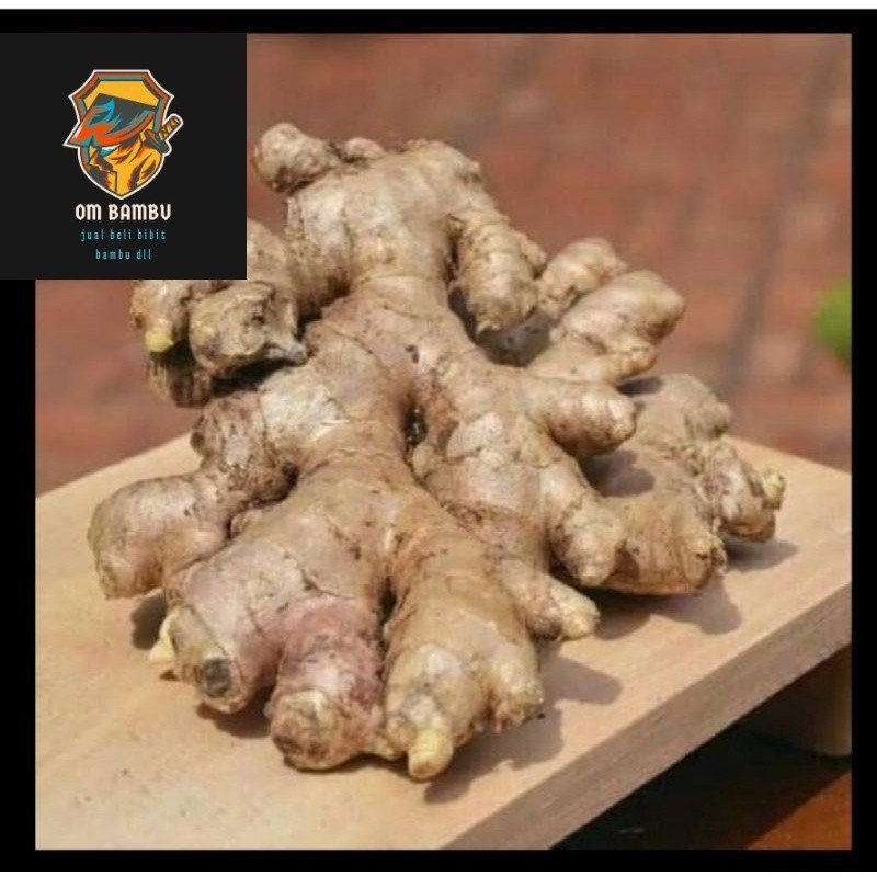 

Jahe Gajah/Besar 1kg