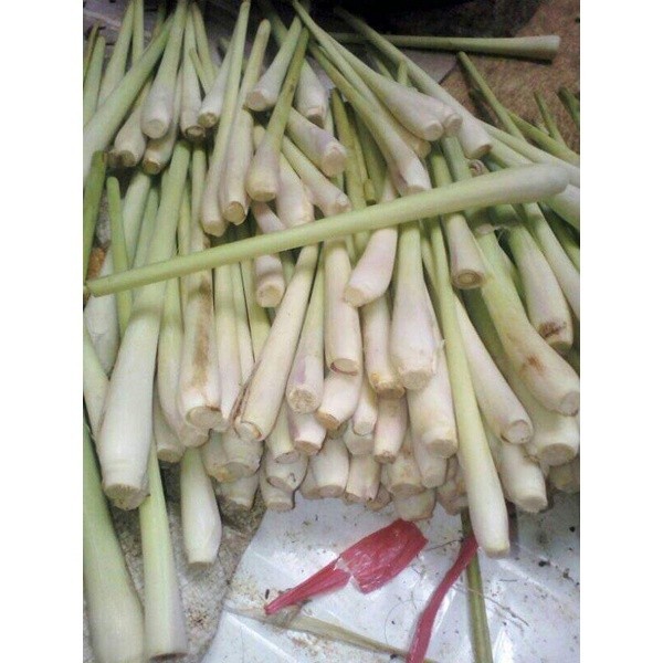 

250 GRAM SEREH SAYUR BUMBU MASAKAN SIAP KIRIM SEGAR