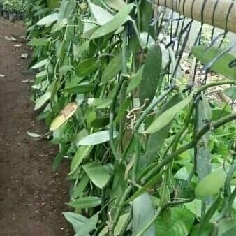 

vanili stek vanilli atau vanilla planipolia