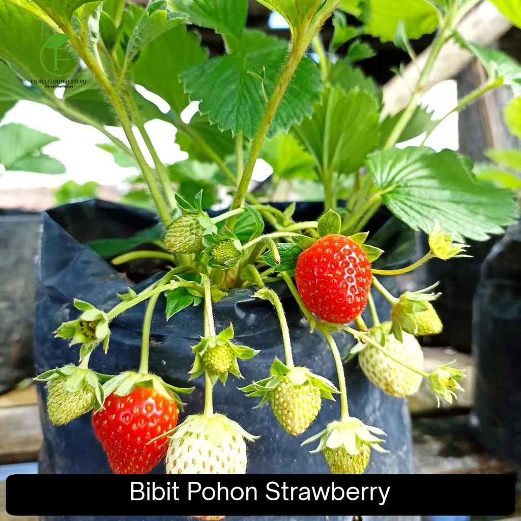 bibit buah pohon strawberry - bibit pohon strawberry