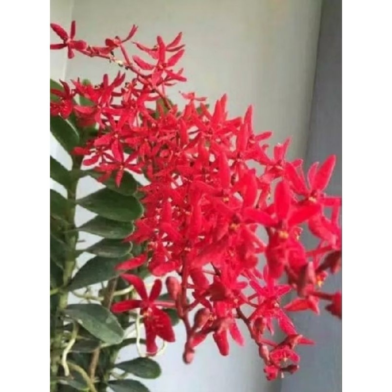 ( BISA COD ) Anggrek Tanah James story/ anggrek Tanah Kalajengking/anggrek murah Dewasa