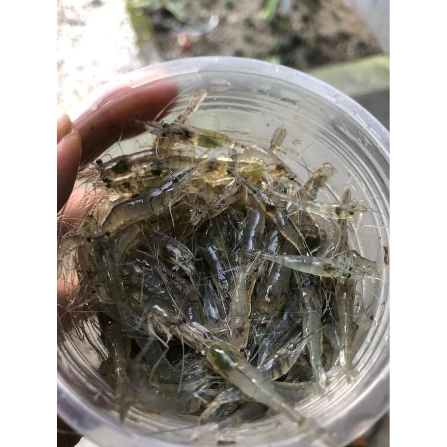 Hiasan UDANG SAWAH HIDUP SATU MUK BESAR PAKAN  PREDATOR ARWANA OSCAR CHANNA PBASS