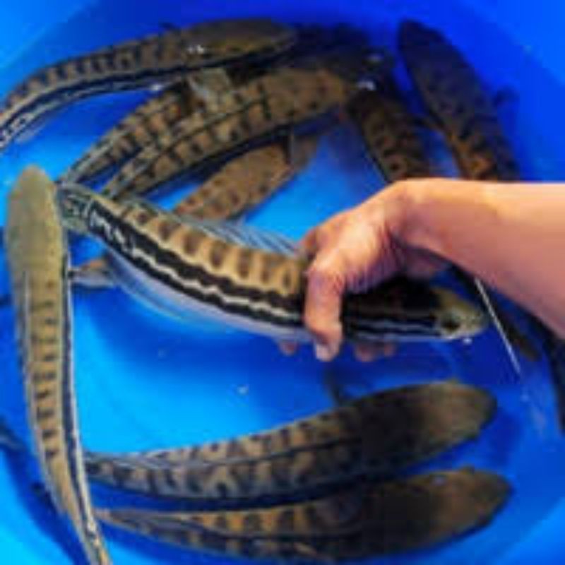 Hobi hiasan aquarium  toman hijau 25-30cm genetik indukan toman hijau