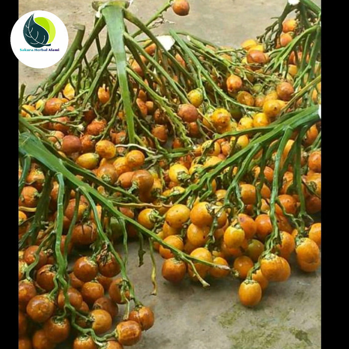 

Buah pinang tua segar 1kg Herbal COD