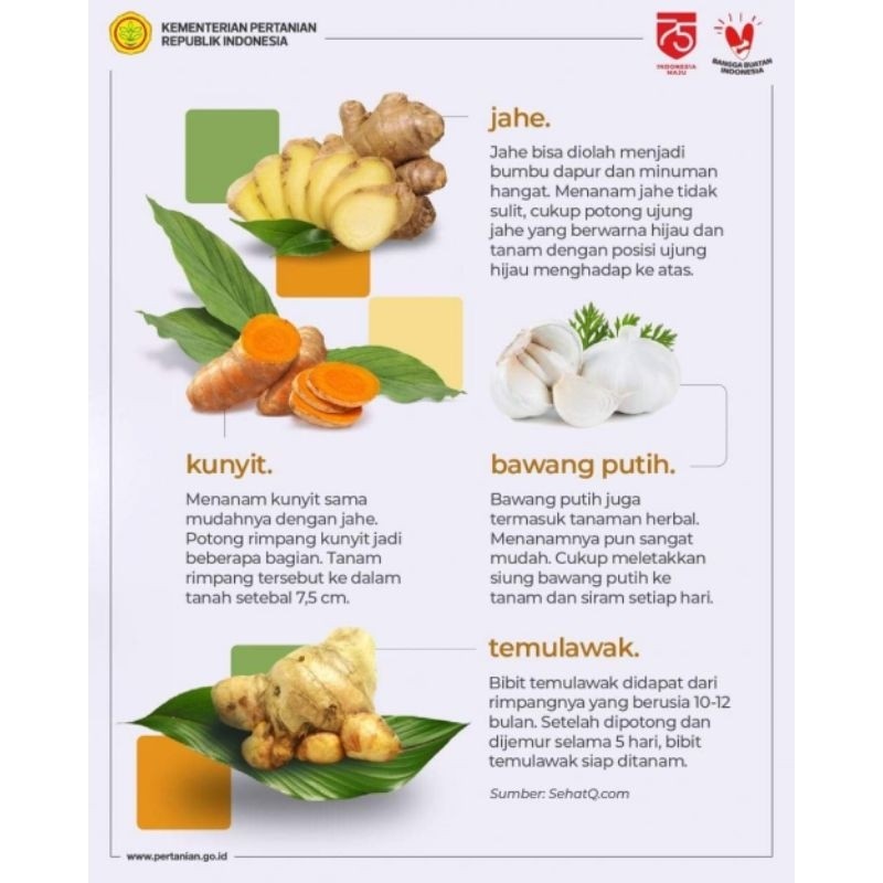 

kuyit masak biang dan rimpang utuh