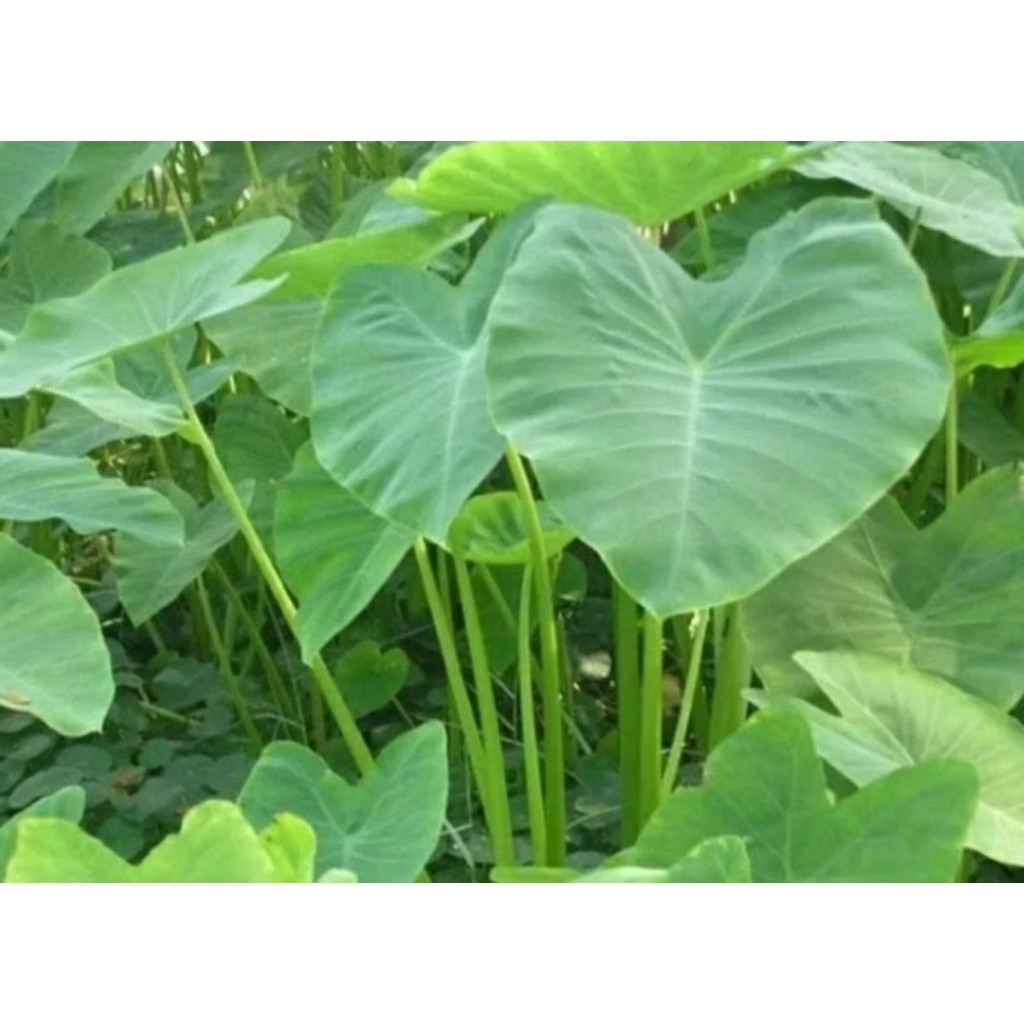 

Daun. talas fresh dipetik saat kirim