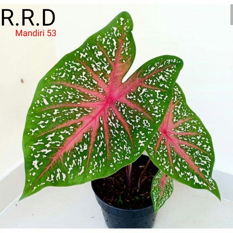 Caladium Red star bicolour